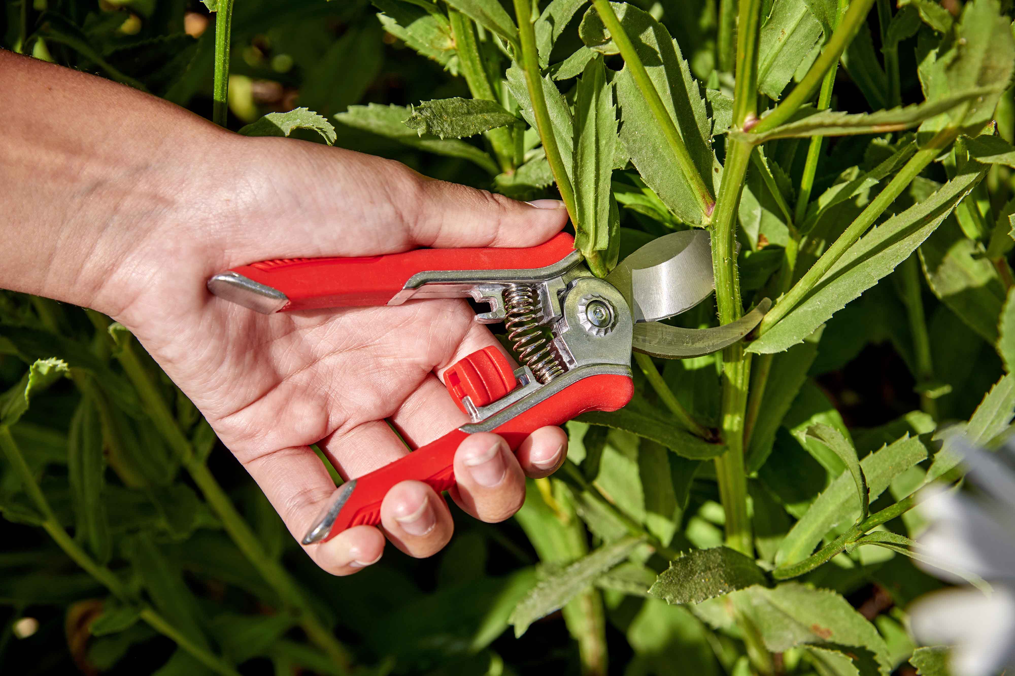 Cleanup Products List